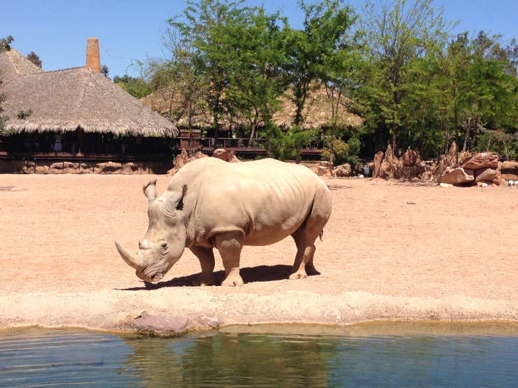 スペイン・バレンシアの動物園、bioparcのサイ